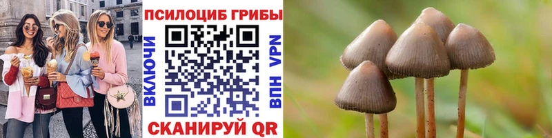 Псилоцибиновые грибы Cubensis Александровск